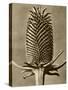 Sepia Botany Study III-Vision Studio-Stretched Canvas