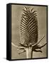 Sepia Botany Study III-Vision Studio-Framed Stretched Canvas