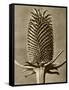 Sepia Botany Study III-Vision Studio-Framed Stretched Canvas