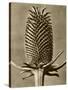 Sepia Botany Study III-Vision Studio-Stretched Canvas