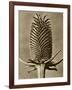 Sepia Botany Study III-Vision Studio-Framed Art Print