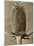 Sepia Botany Study III-Vision Studio-Mounted Art Print