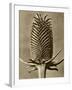 Sepia Botany Study III-Vision Studio-Framed Art Print