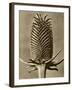 Sepia Botany Study III-Vision Studio-Framed Art Print