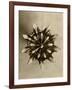 Sepia Botany Study IV-Vision Studio-Framed Art Print