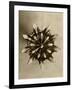 Sepia Botany Study IV-Vision Studio-Framed Art Print