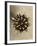 Sepia Botany Study IV-Vision Studio-Framed Art Print