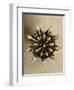 Sepia Botany Study IV-Vision Studio-Framed Art Print