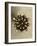 Sepia Botany Study IV-Vision Studio-Framed Art Print