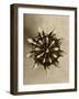 Sepia Botany Study IV-Vision Studio-Framed Art Print