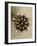 Sepia Botany Study IV-Vision Studio-Framed Art Print