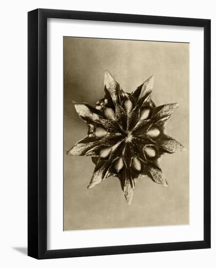 Sepia Botany Study IV-Vision Studio-Framed Art Print