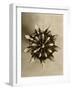 Sepia Botany Study IV-Vision Studio-Framed Art Print