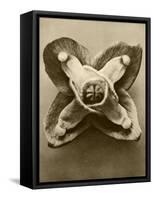 Sepia Botany Study V-Vision Studio-Framed Stretched Canvas