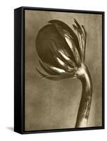 Sepia Botany Study VI-Vision Studio-Framed Stretched Canvas