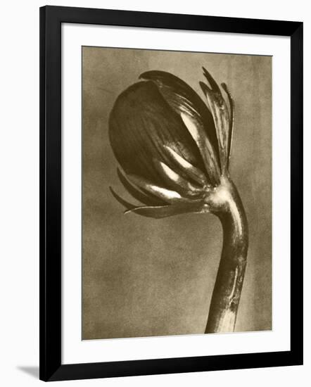 Sepia Botany Study VI-Vision Studio-Framed Art Print