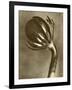 Sepia Botany Study VI-Vision Studio-Framed Art Print