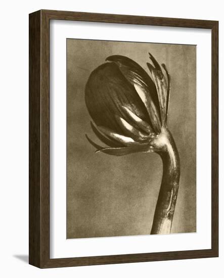 Sepia Botany Study VI-Vision Studio-Framed Art Print