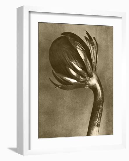 Sepia Botany Study VI-Vision Studio-Framed Art Print