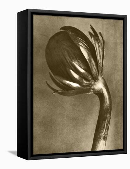 Sepia Botany Study VI-Vision Studio-Framed Stretched Canvas