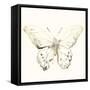 Sepia Butterfly Impressions II-June Erica Vess-Framed Stretched Canvas