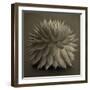 Sepia Cacti-Tom Quartermaine-Framed Giclee Print