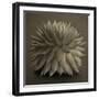 Sepia Cacti-Tom Quartermaine-Framed Giclee Print