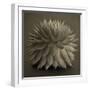 Sepia Cacti-Tom Quartermaine-Framed Giclee Print