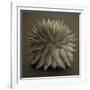 Sepia Cacti-Tom Quartermaine-Framed Giclee Print