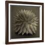 Sepia Cacti-Tom Quartermaine-Framed Giclee Print