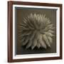 Sepia Cacti-Tom Quartermaine-Framed Giclee Print