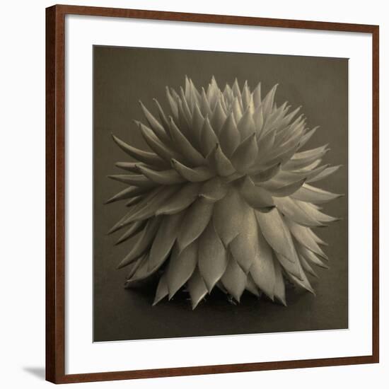 Sepia Cacti-Tom Quartermaine-Framed Giclee Print