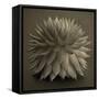 Sepia Cacti-Tom Quartermaine-Framed Stretched Canvas