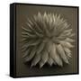 Sepia Cacti-Tom Quartermaine-Framed Stretched Canvas