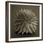 Sepia Cacti-Tom Quartermaine-Framed Giclee Print