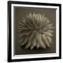 Sepia Cacti-Tom Quartermaine-Framed Giclee Print