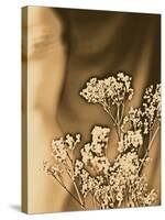 Sepia Coloured Flowers-India Hobson-Stretched Canvas
