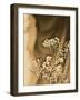 Sepia Coloured Flowers-India Hobson-Framed Photographic Print