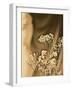 Sepia Coloured Flowers-India Hobson-Framed Photographic Print