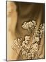 Sepia Coloured Flowers-India Hobson-Mounted Photographic Print