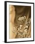 Sepia Coloured Flowers-India Hobson-Framed Photographic Print