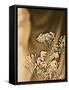 Sepia Coloured Flowers-India Hobson-Framed Stretched Canvas