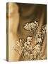 Sepia Coloured Flowers-India Hobson-Stretched Canvas