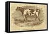 Sepia Cow Portrait-The Saturday Evening Post-Framed Stretched Canvas