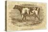 Sepia Cow Portrait-The Saturday Evening Post-Stretched Canvas