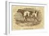 Sepia Cow Portrait-The Saturday Evening Post-Framed Premium Giclee Print