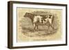 Sepia Cow Portrait-The Saturday Evening Post-Framed Giclee Print