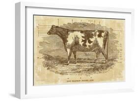 Sepia Cow Portrait-The Saturday Evening Post-Framed Giclee Print