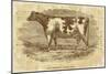 Sepia Cow Portrait-The Saturday Evening Post-Mounted Giclee Print