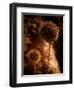 Sepia Dandelions-Robert Cattan-Framed Photographic Print